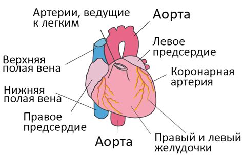 Происхождение и распространение сердечной недостаточности