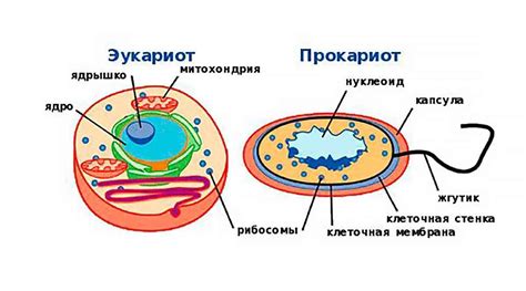 Прокариоты и эукариоты