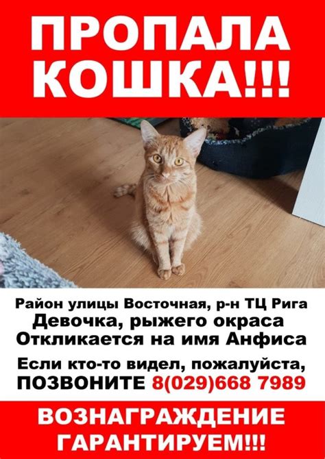 Пропажа кота - потеря стабильности