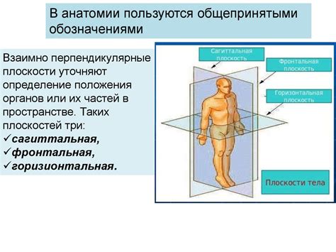 Проработка анатомии тела