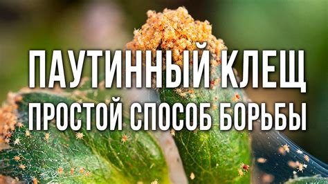 Профессиональные средства борьбы с хоботками клеща