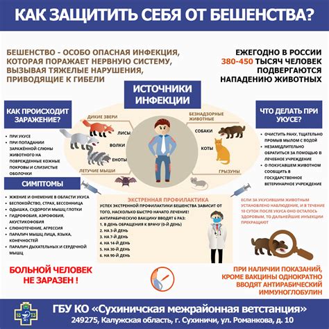 Профилактика бешенства: как защитить себя и окружающих?