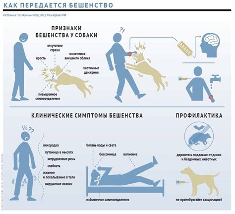 Профилактика бешенства: как предотвратить заражение?