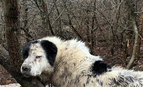 Профилактика болезней у алабая, содержащегося на цепи