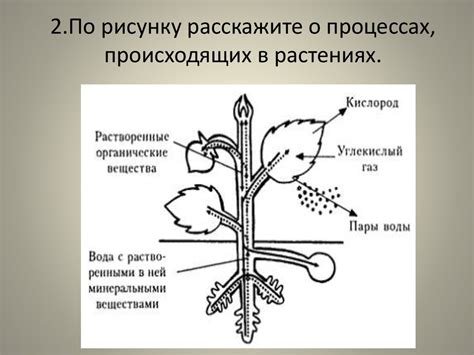 Процессы, осуществляемые лизосомами в растениях