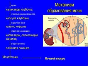 Процесс выведения мочи