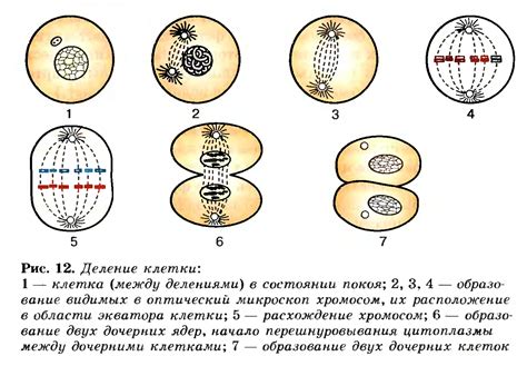 Процесс деления клетки и образование хромосомы