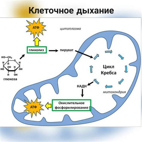 Процесс дыхания в митохондриях