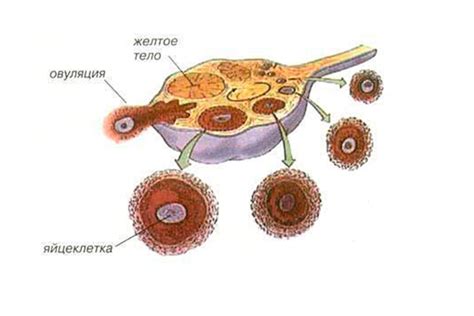 Процесс лопания фолликула