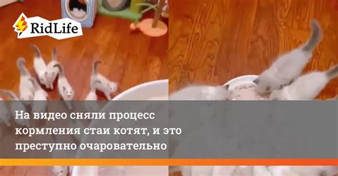 Процесс отъема котят