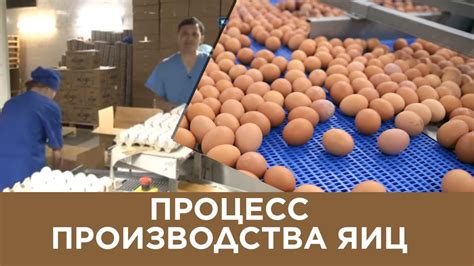 Процесс производства яиц у кур