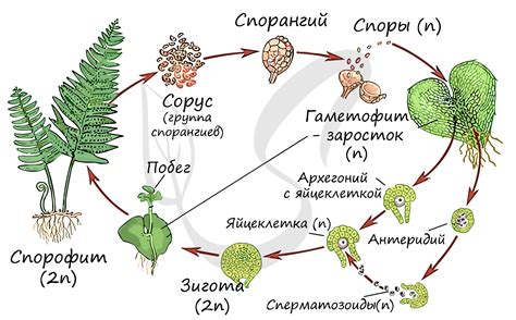 Процесс размножения осенью