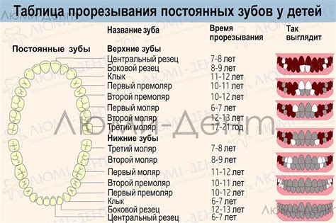 Процесс смены молочных зубов у лайки