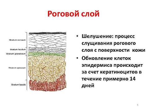 Процесс формирования рогового слоя