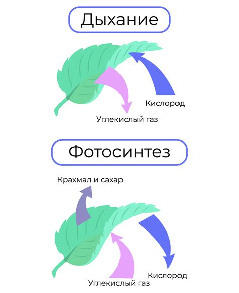 Процесс фотосинтеза у растений