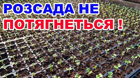 Пріблизна температура для зрізки капусти