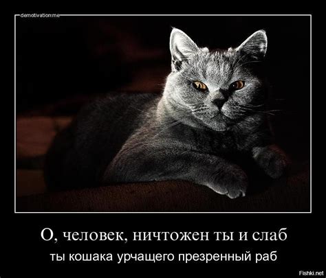 Психологические аспекты: почему коты кажутся более расслабленными, когда они идут направо