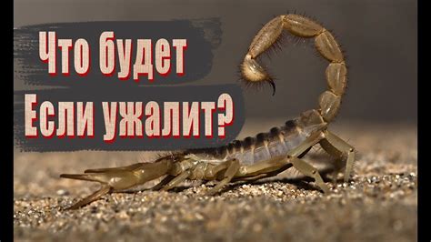 Психологические последствия измены мужчины-скорпиона