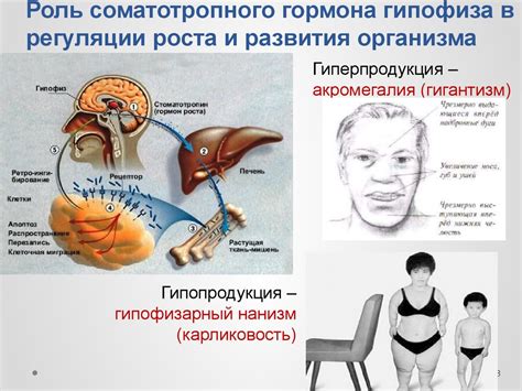 Психологические факторы и их роль в выработке гормона роста