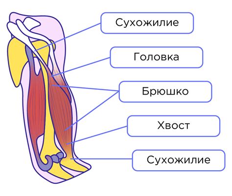 Работа мышц и опорно-двигательной системы