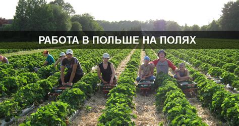 Работа на поле