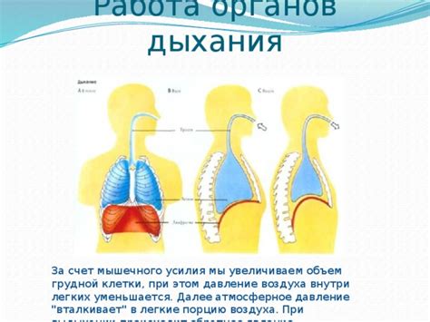 Работа органов дыхания