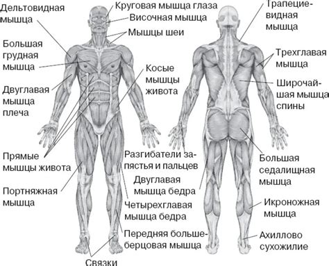 Разберитесь с анатомией: отобразите мышцы и скелет