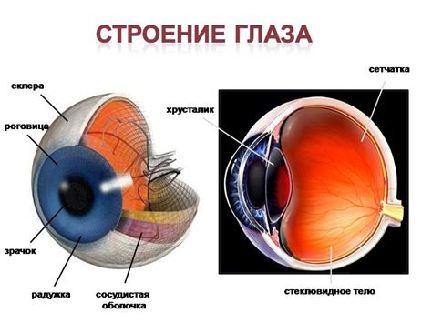 Развитие глазного аппарата