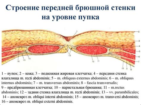 Развязывается ли пупок у взрослых?