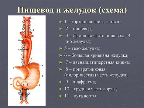 Раздел 1: Функции пищевода у креветок