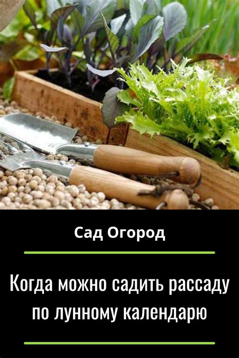 Раздел 2: Как по лунному календарю садить разные луковичные цветы