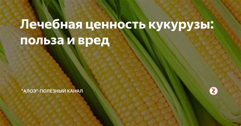 Раздел 3: Польза и риск кукурузы для здоровья грудничка: врачи рассказывают