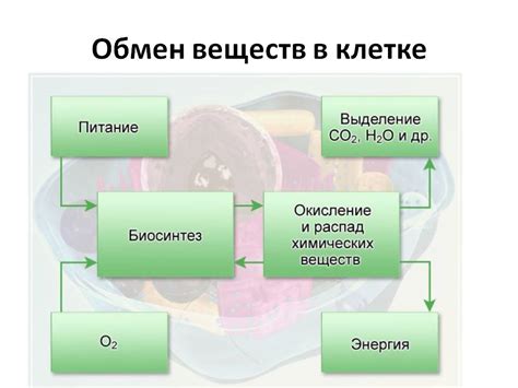 Раздел 4: Борщ и обмен веществ