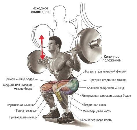 Раздел 4: Полезность приседаний со штангой для здоровья