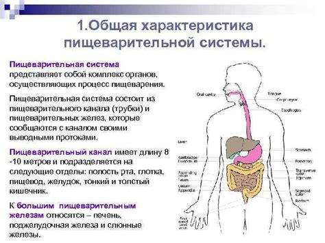 Различия в пищеварительной системе кошек и креветок