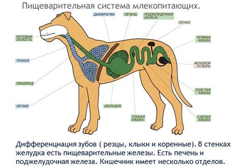 Различия в пищеварительных системах собак и кошек