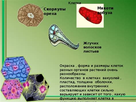 Размеры и форма вакуолей