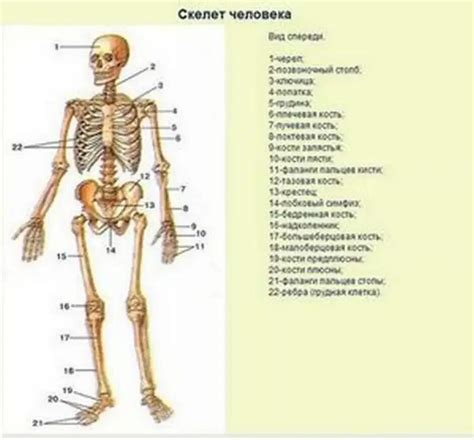 Размеры костей и скелетной системы