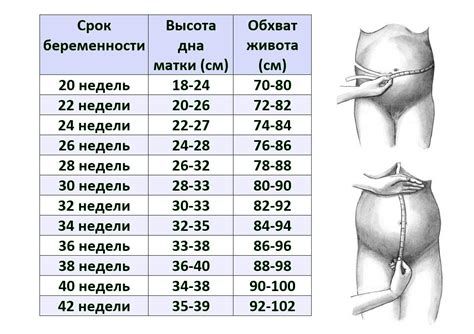 Размер живота на 14 неделе беременности