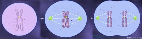 Размножение из неоплодотворенной яйцеклетки: интригующая феноменология