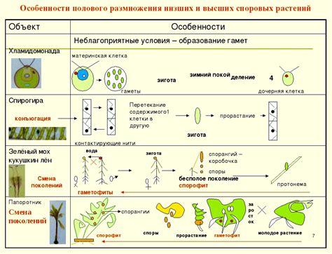 Размножение и рост