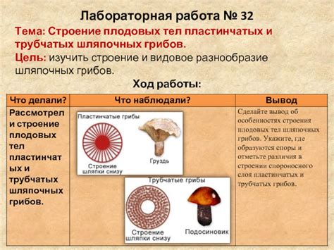 Разнообразие плодовых тел грибов