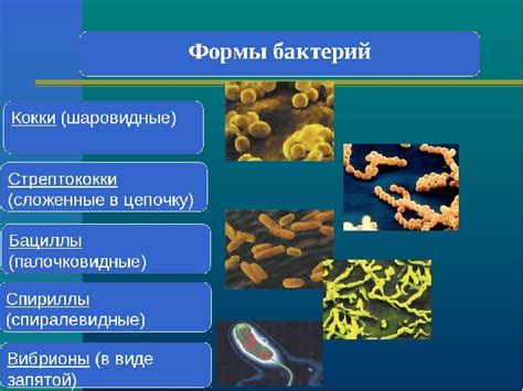 Разнообразие полезных бактерий