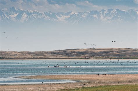 Разнообразие птиц на рынке