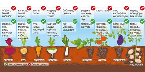 Разнообразия в посадке овощей