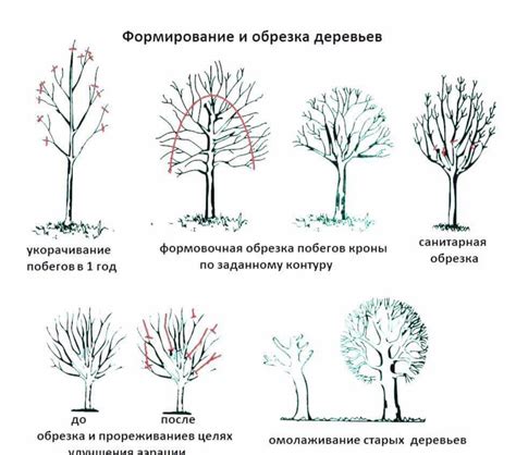 Разработка основных форм деревьев и домов