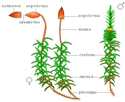 Разрез стебля кукушкиного льна