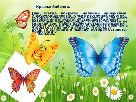 Разрушение крыльев: что происходит, когда берешь бабочку за крылья