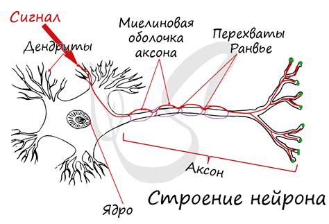 Раки и нервные окончания: научные факты