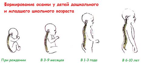 Раскладушка и развитие позвоночника у ребенка: